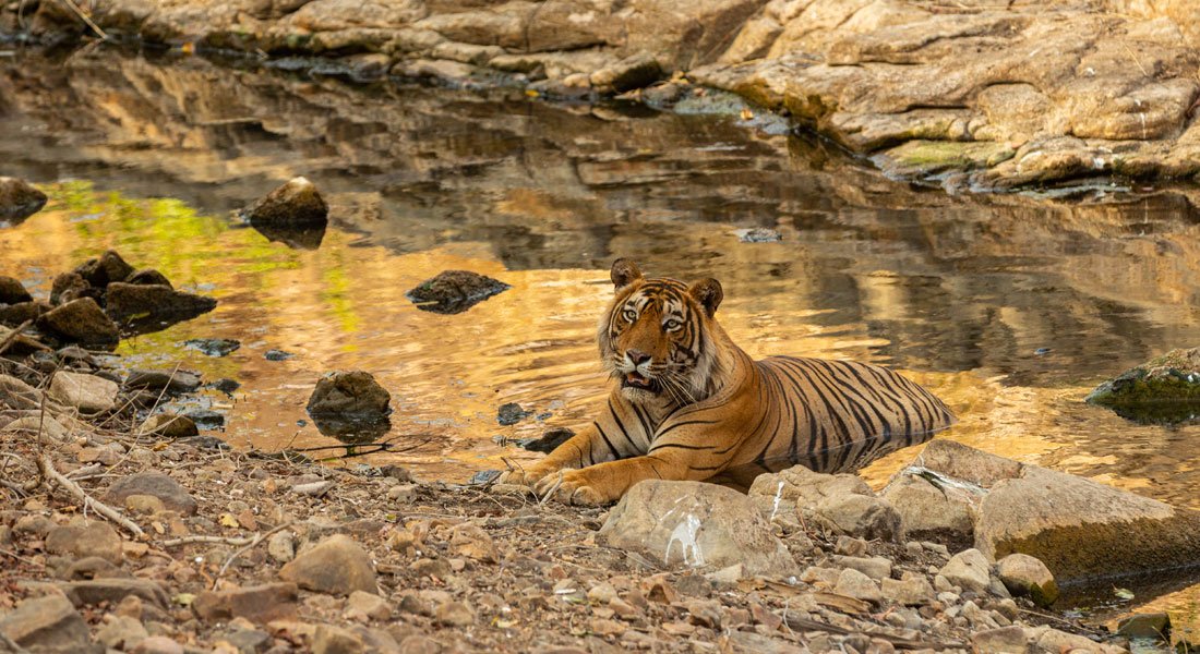 Ranthambore Safari Booking