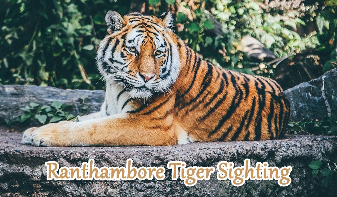 Ranthambore Tiger Sighting: Check Recent Highlights