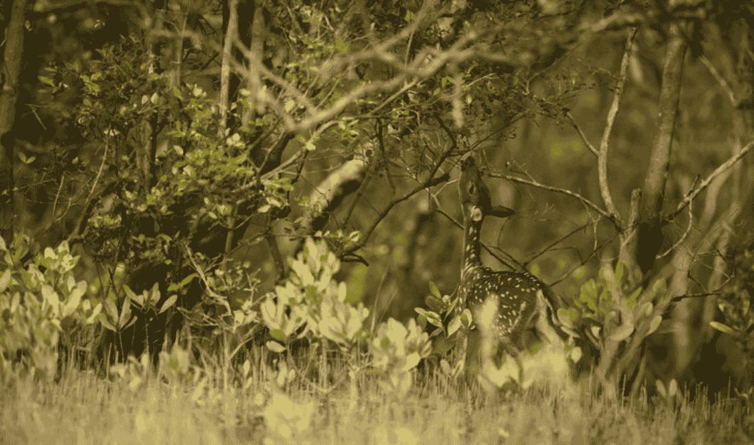 Difference Between National Park and Wildlife Sanctuary